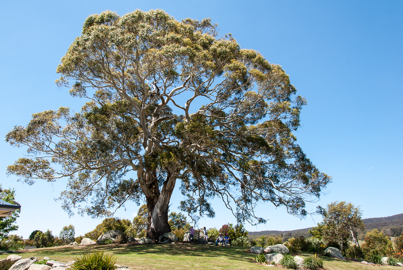 Open Gardens of Australia. Robyn Sim's garden (Green Farm) on Reidsdale Rd off Araluen Rd near Braidwood.