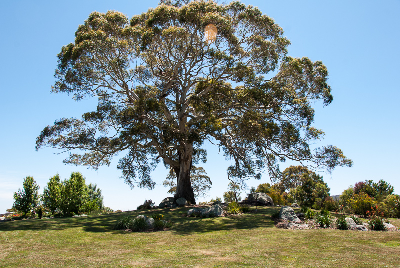 Open Gardens of Australia. Robyn Sim's garden (Green Farm) on Reidsdale Rd off Araluen Rd near Braidwood.