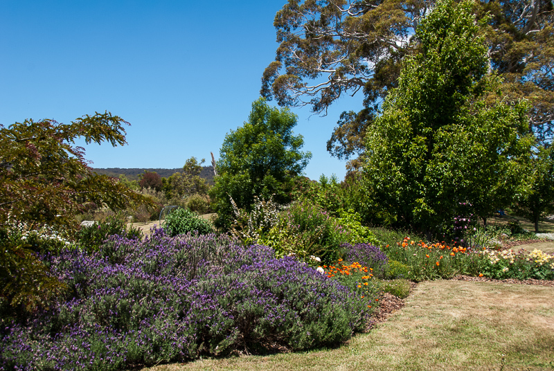 Open Gardens of Australia. Robyn Sim's garden (Green Farm) on Reidsdale Rd off Araluen Rd near Braidwood.