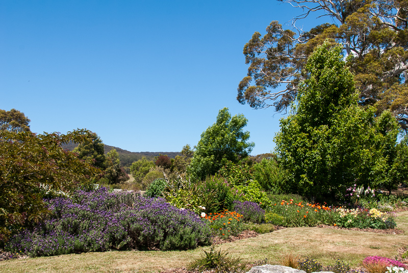 Open Gardens of Australia. Robyn Sim's garden (Green Farm) on Reidsdale Rd off Araluen Rd near Braidwood.