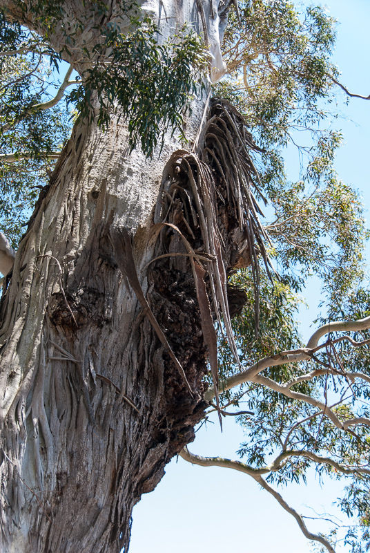 Open Gardens of Australia. Robyn Sim's garden (Green Farm) on Reidsdale Rd off Araluen Rd near Braidwood.