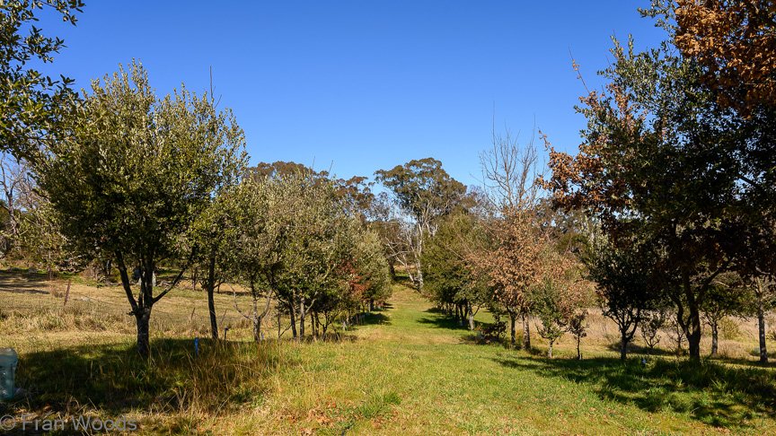 The trees that make truffle growing possible