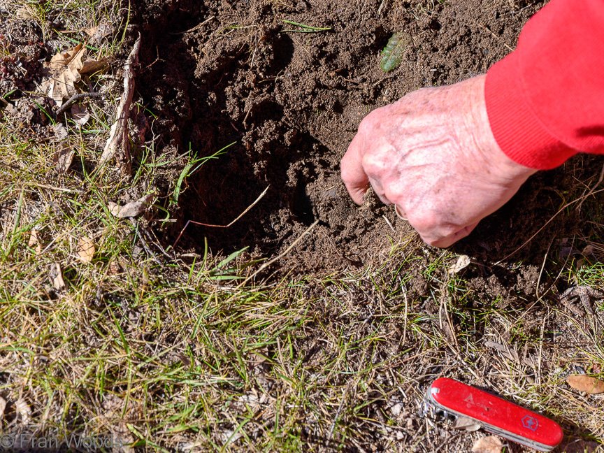Truffle hunting