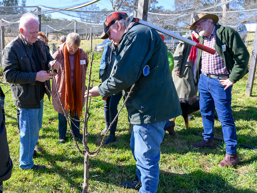 Lessons in pruning fruit trees