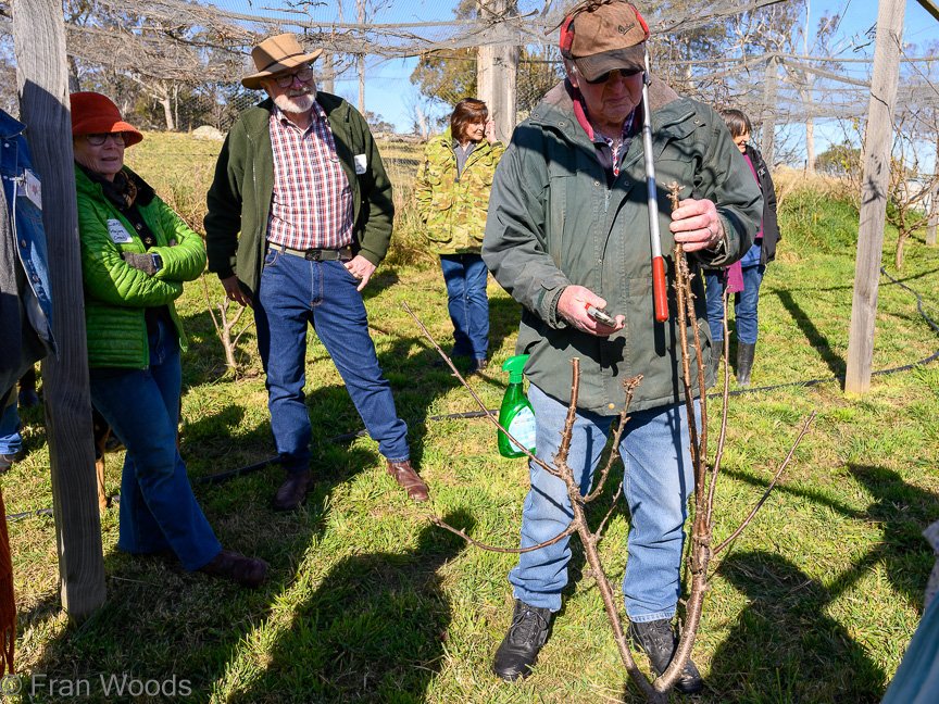 Lessons in pruning fruit trees