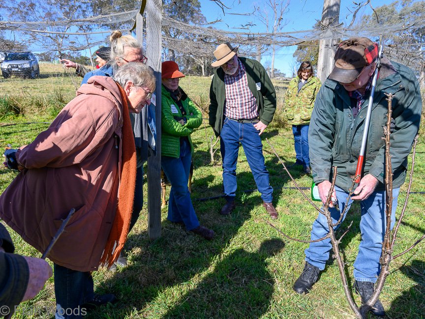 Lessons in pruning fruit trees