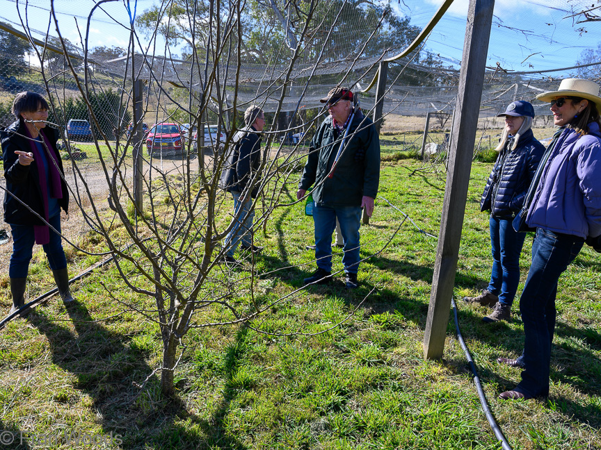 Lessons in pruning fruit trees