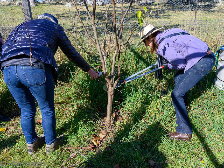 Lessons in pruning fruit trees