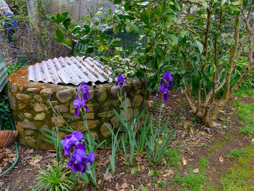 The Matthews garden