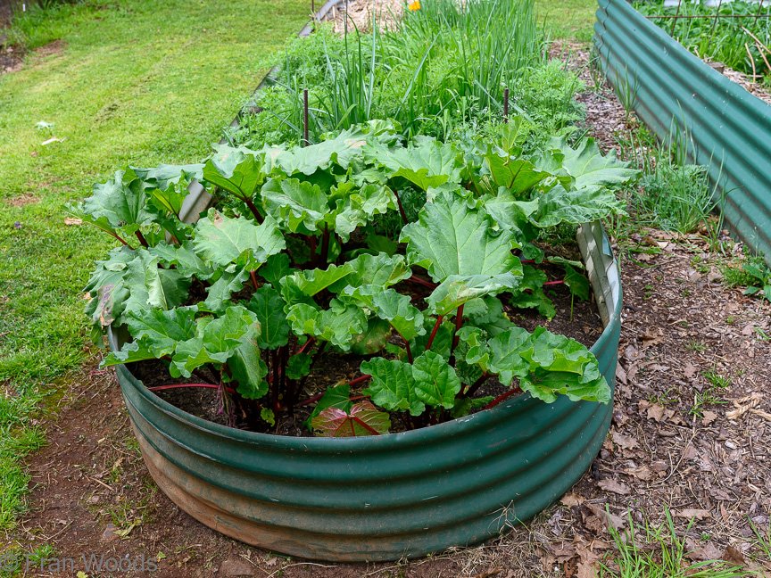 The Matthews garden