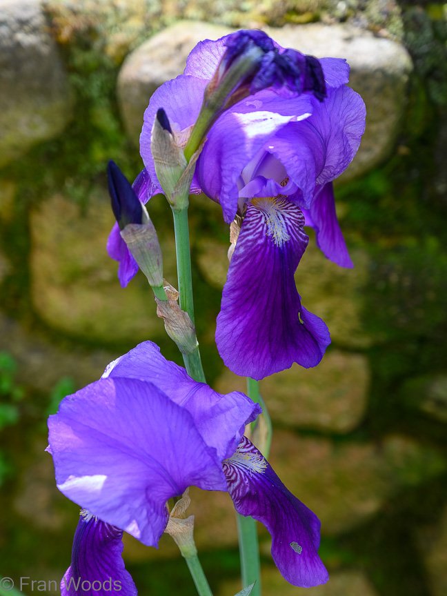 The Matthews garden