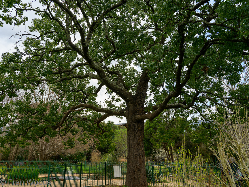 The Matthews garden