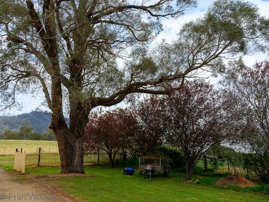 The Matthews garden