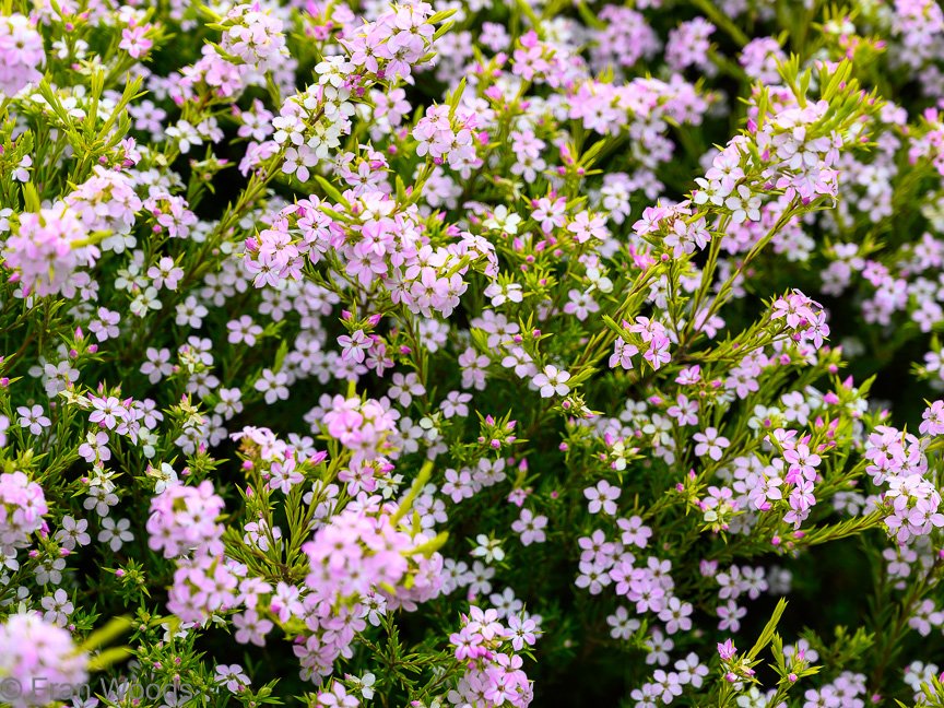 The Armstrong-Sweedman garden