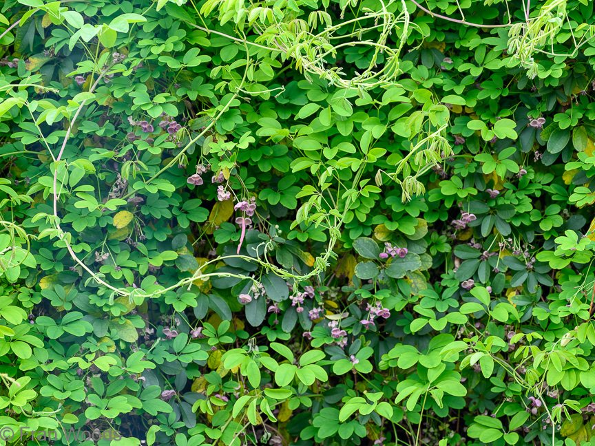 The Armstrong-Sweedman garden