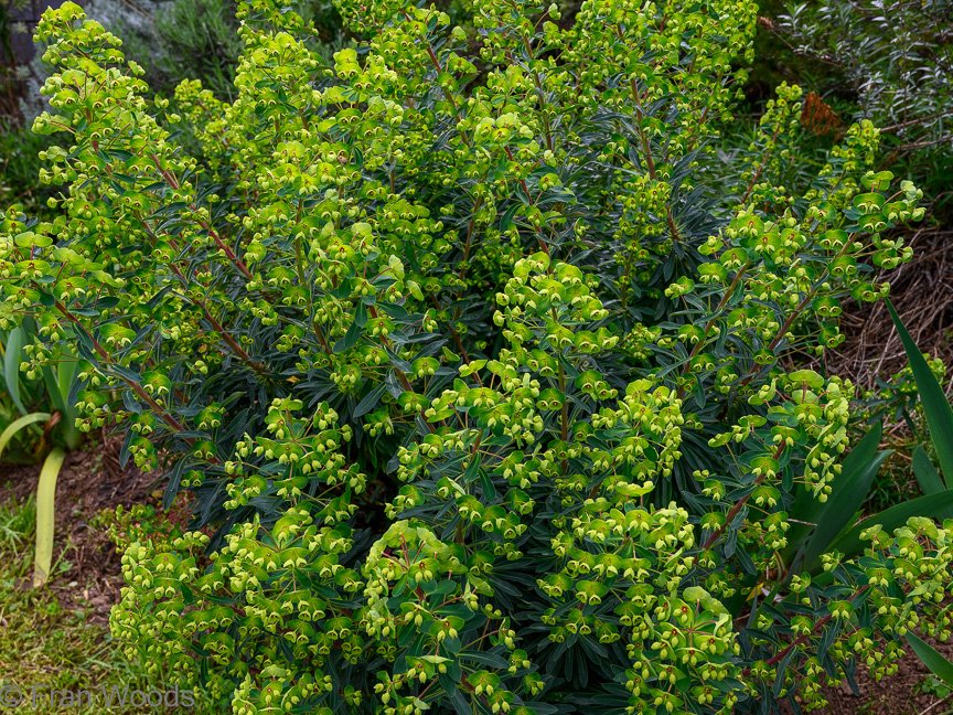 The Irving garden