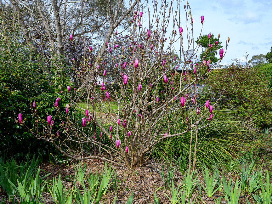 The Matthews garden