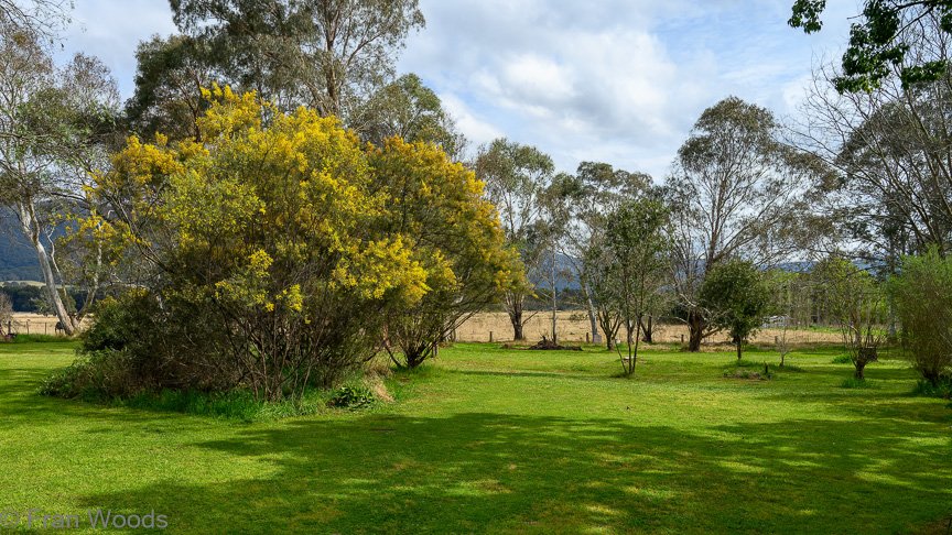 The Matthews garden