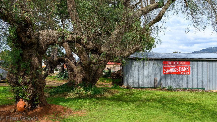 The Matthews garden