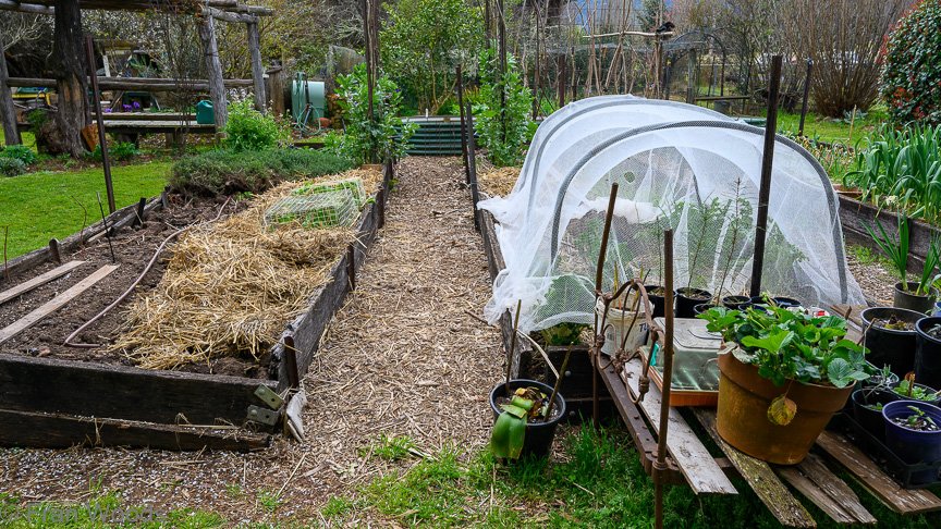 The Matthews garden