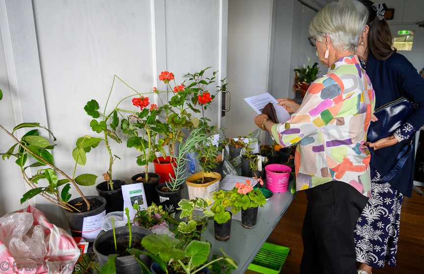 Checking out the plant swap table