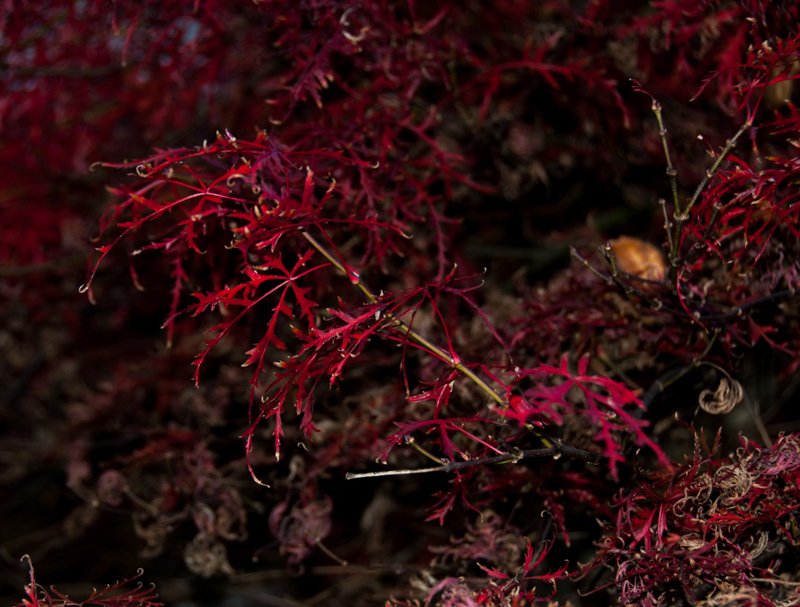 Prittlewell garden visit