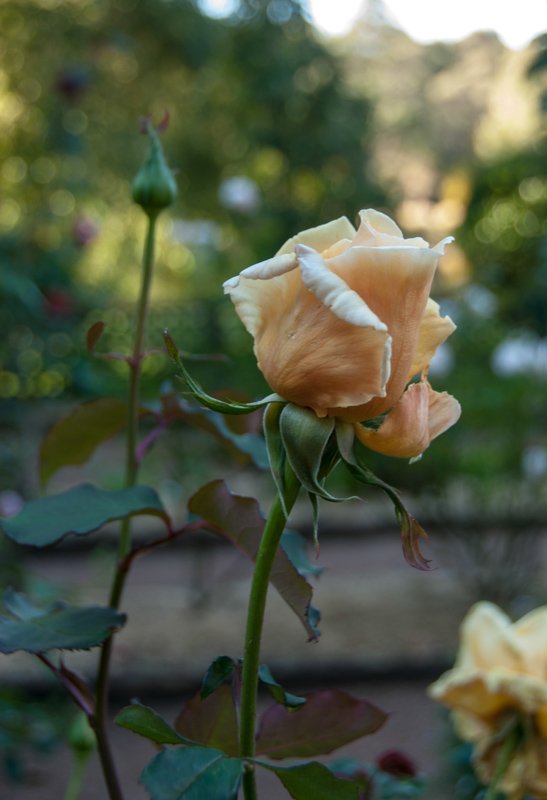 Prittlewell garden visit