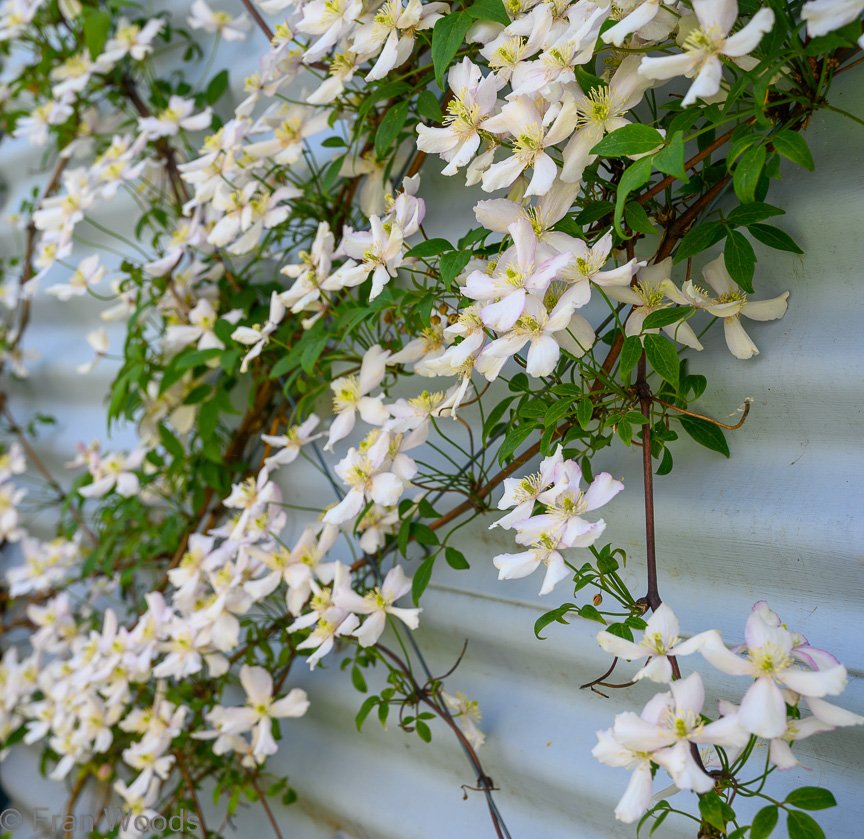 Courtenay-Crombie's garden