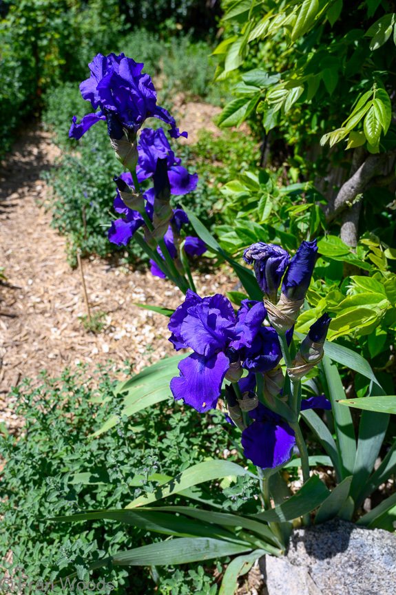 Courtenay-Crombie's garden