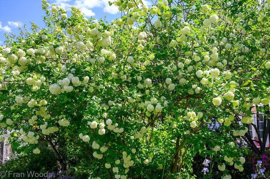 Courtenay-Crombie's garden