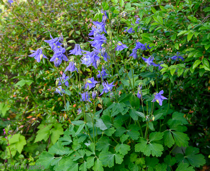 Courtenay-Crombie's garden