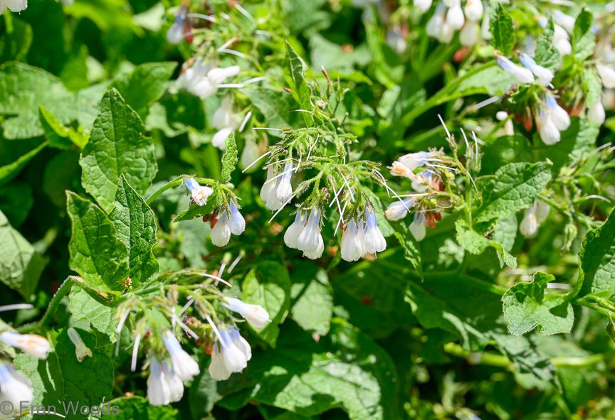 Courtenay-Crombie's garden