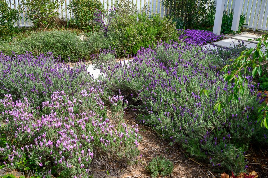 Casanova's garden
