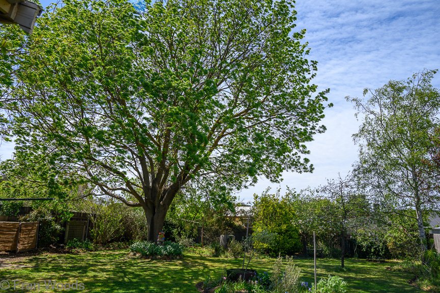 Burton's garden