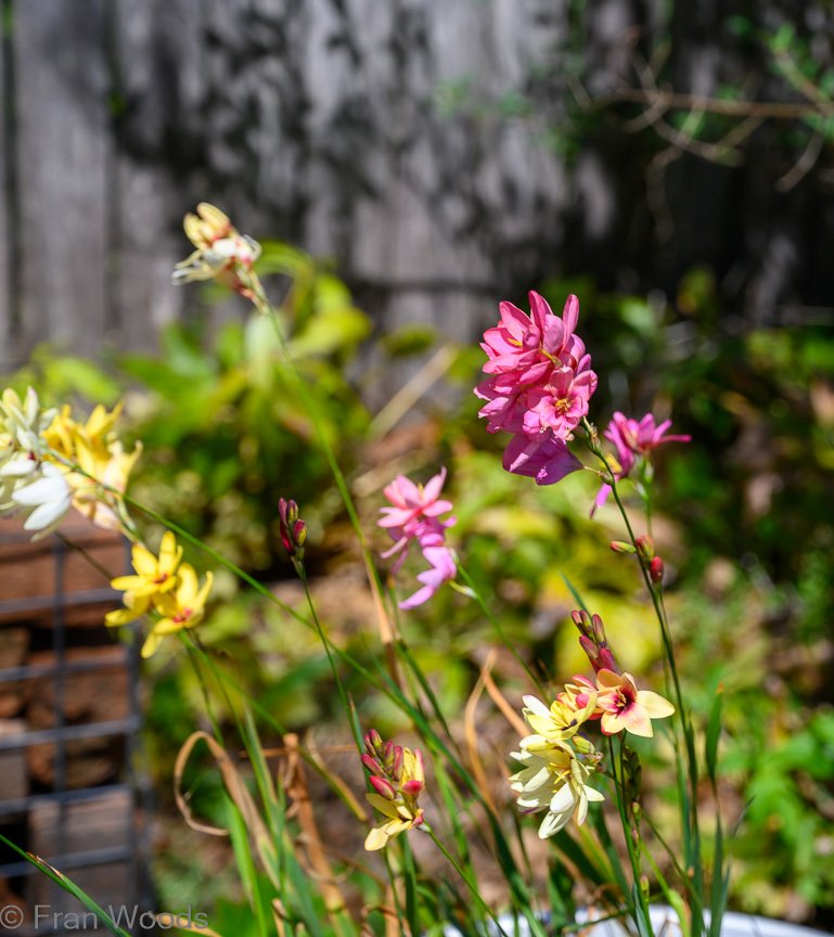 Burton's garden