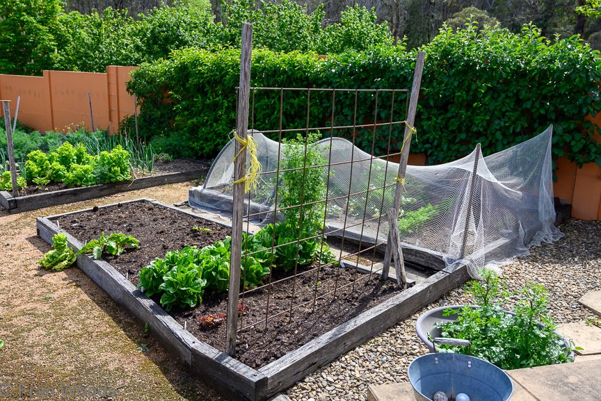 Garden 1