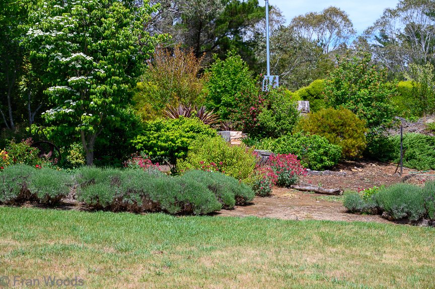 Garden 1