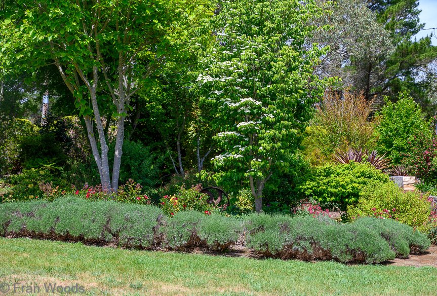 Garden 1