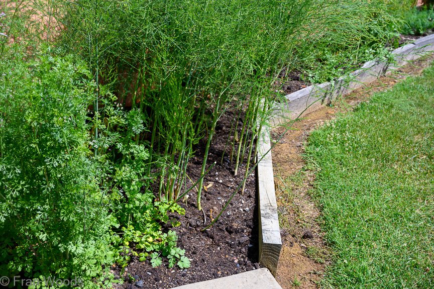 Garden 1