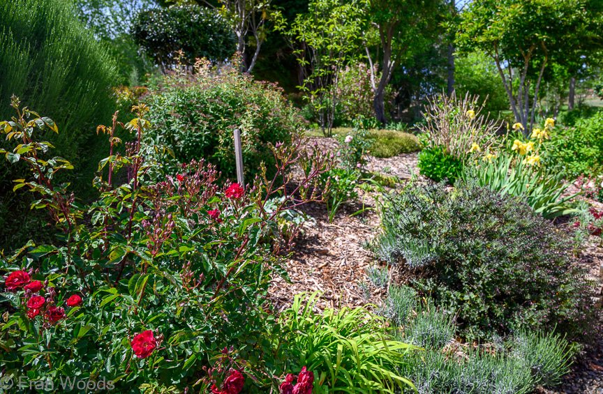 Garden 1