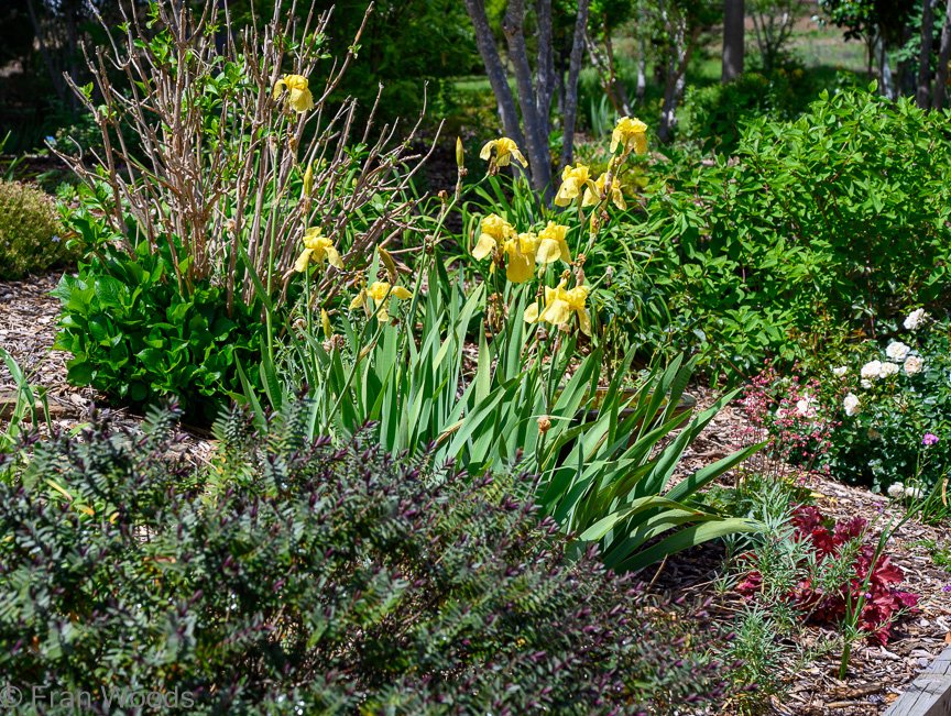 Garden 1