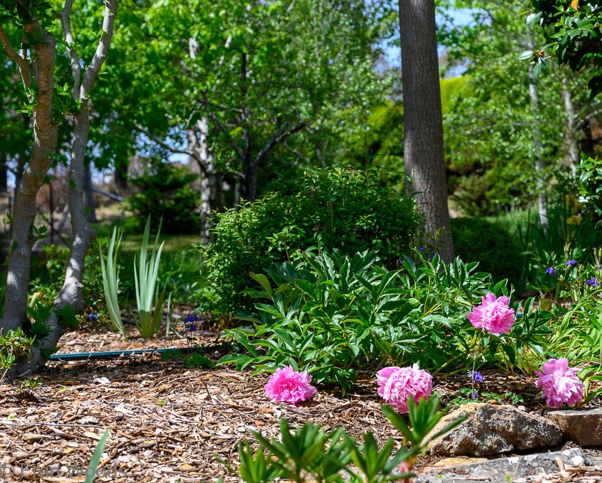 Garden 1