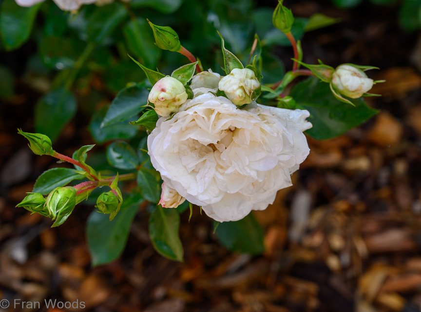 Garden 1