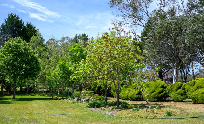 Garden 1