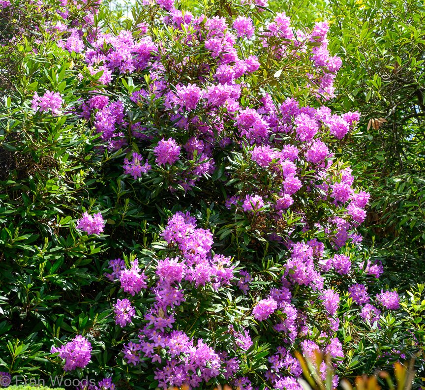 Garden 2
