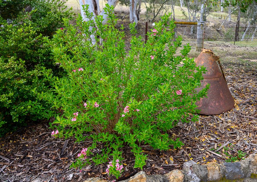 Garden 2