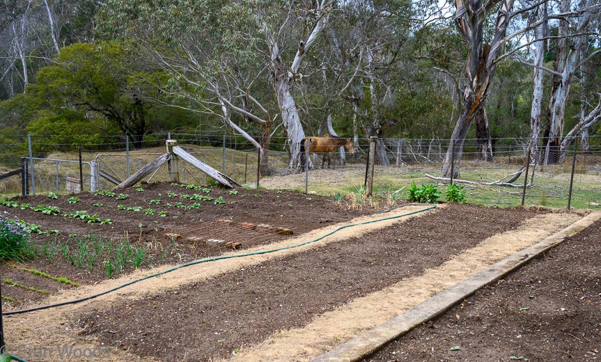 Garden 2