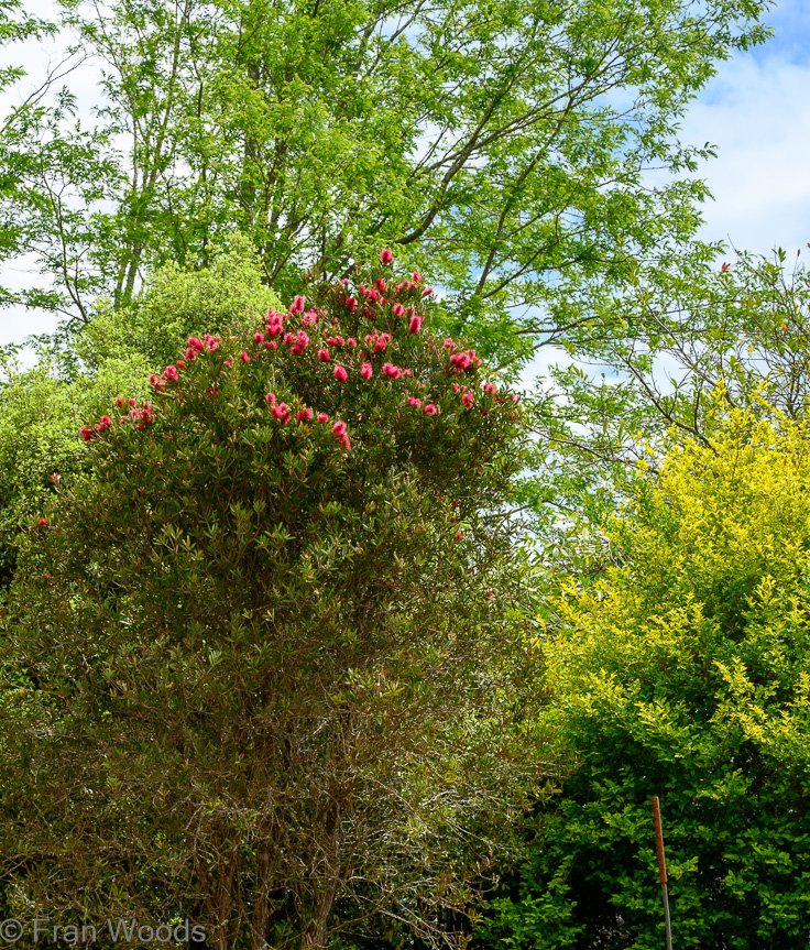 Garden 2