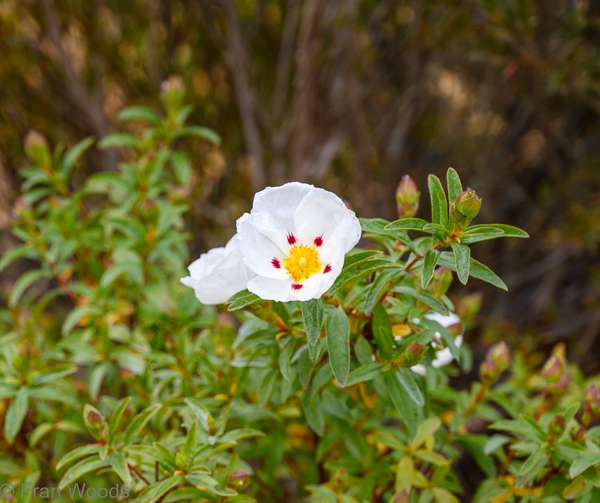 Garden 3