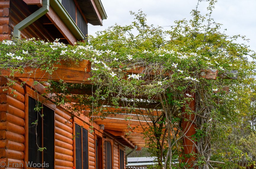 Garden 3